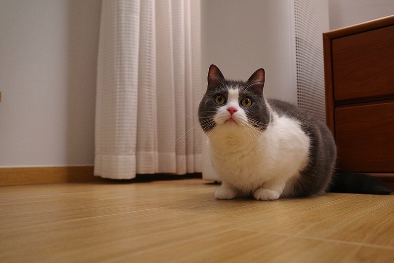 英国短毛猫