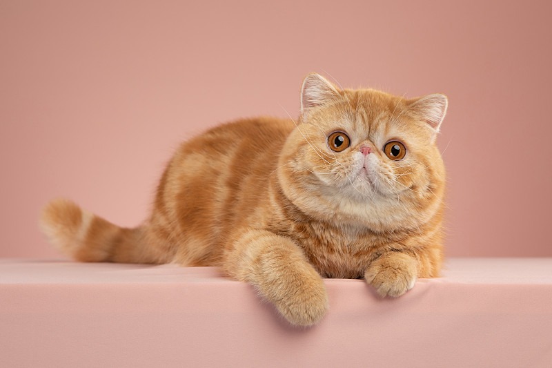 异国短毛猫
