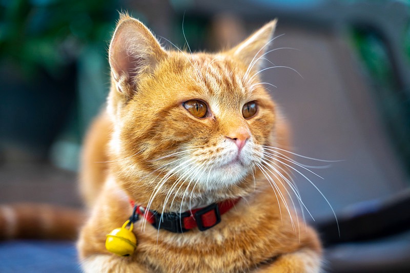 中华田园猫