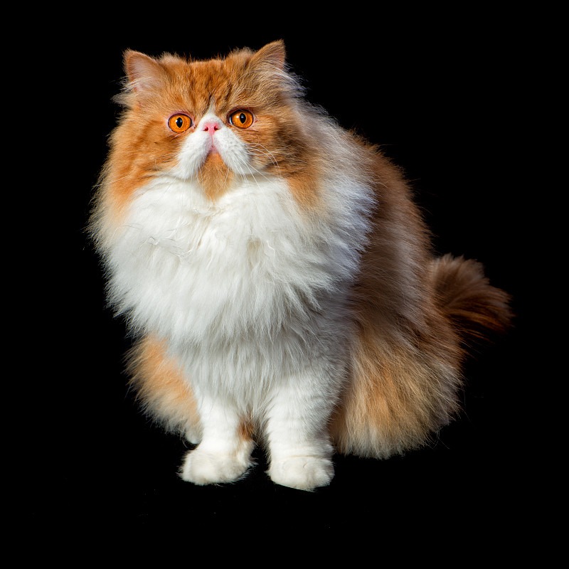 波斯猫