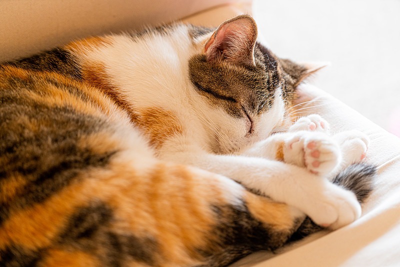 逗猫棒猫咪互动玩具